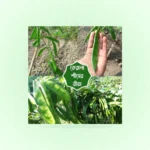 Kerela Sim Seeds<br> কেরেলা শিম বীজ